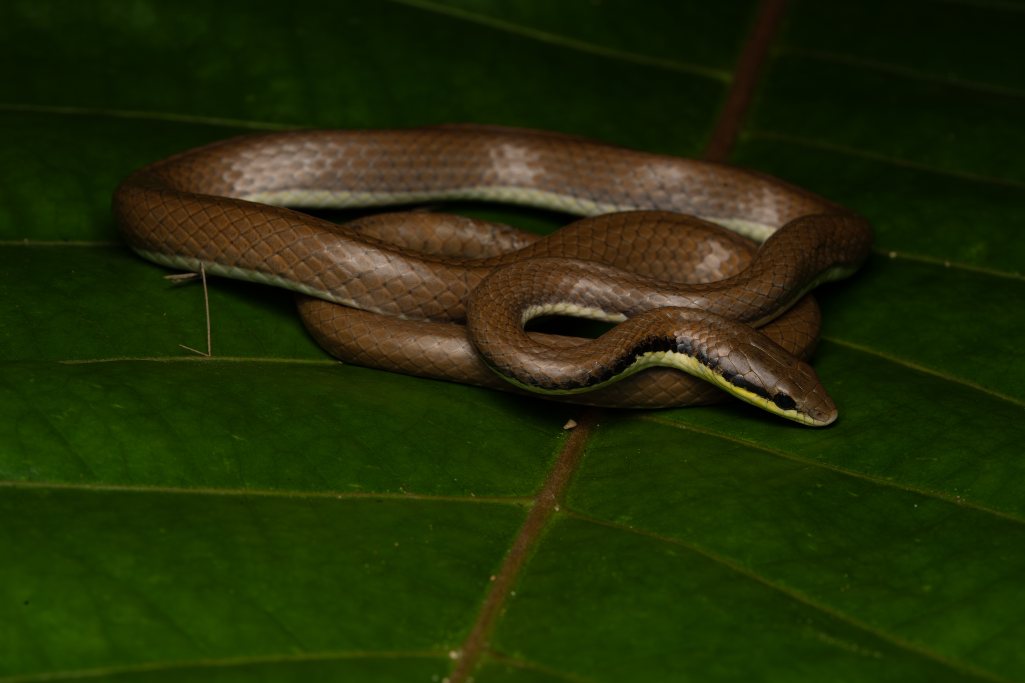 Malayan Ringneck photo 6