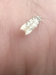 Endrosis sarcitrella