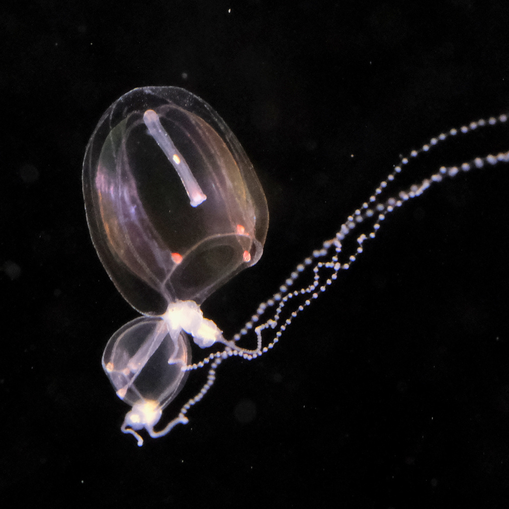Hybocodon prolifer