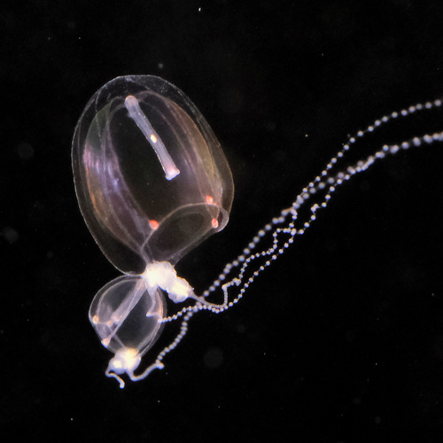 Hybocodon prolifer