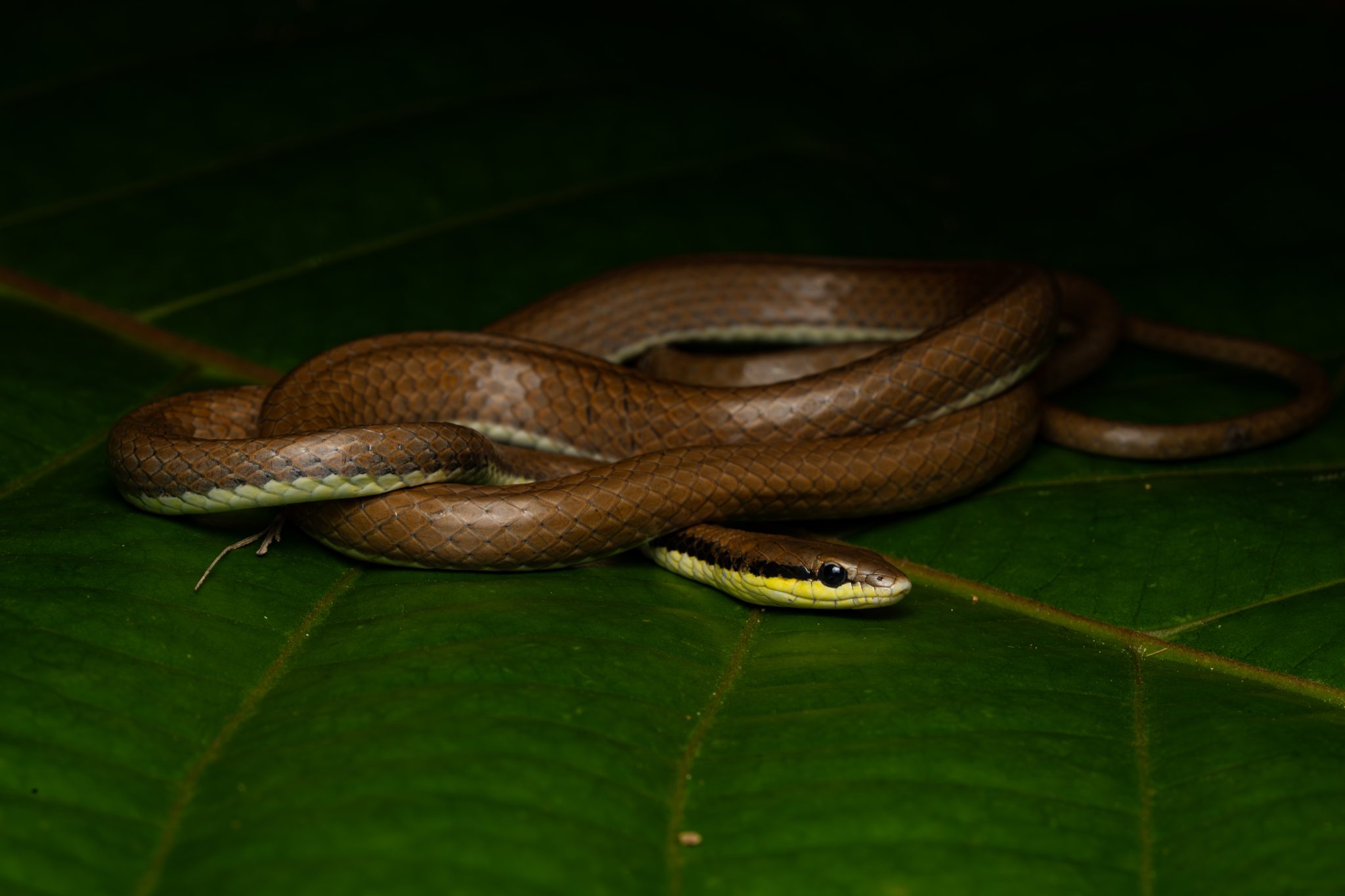 Malayan Ringneck photo 7