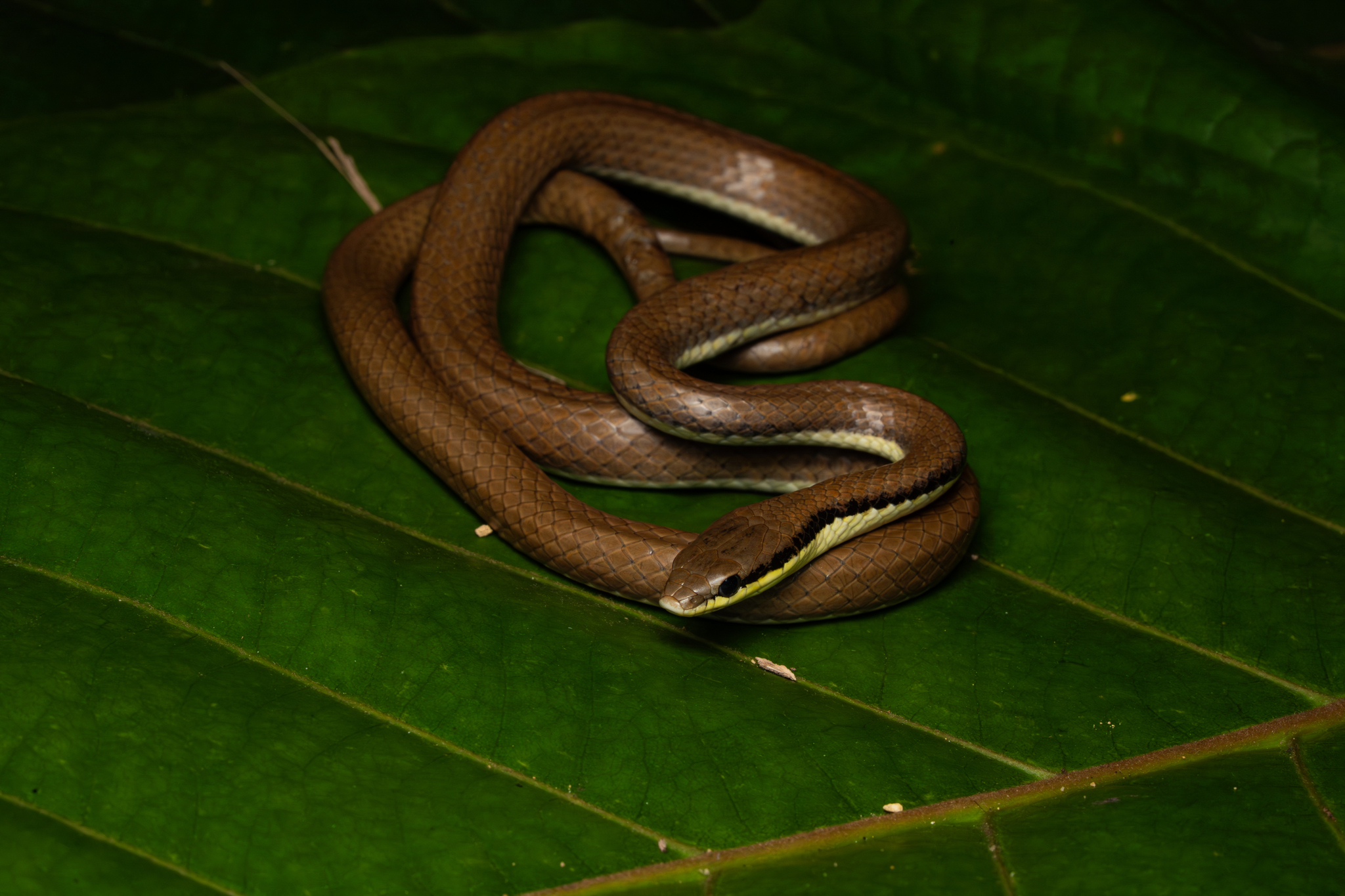 Malayan Ringneck photo 8