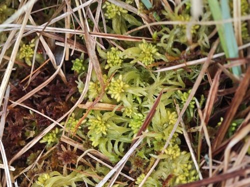 Sphagnum obtusum, 2026-03-21