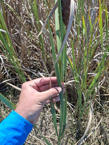 Cape Bulrush
