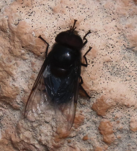 Unknown species found near Bernalillo County, NM, USA