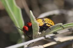 Tegrodera aloga