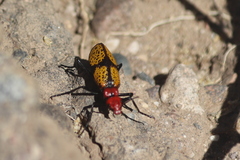 Tegrodera aloga
