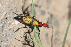 Tegrodera aloga