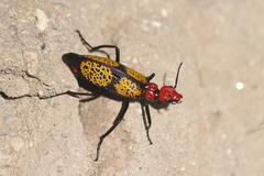 Tegrodera aloga