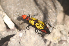 Tegrodera aloga