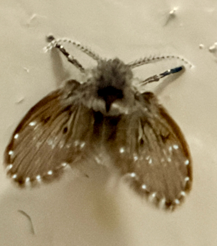 Unknown species found near Ohio, US