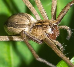 Pisaura mirabilis