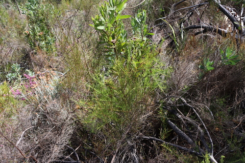 Leucospermum lineare, photograph 5