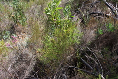 Leucospermum lineare, photograph (c) Tony Rebelo, some rights reserved (CC BY-SA)