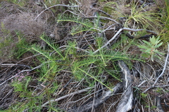 Leucospermum lineare, photograph (c) Tony Rebelo, some rights reserved (CC BY-SA)
