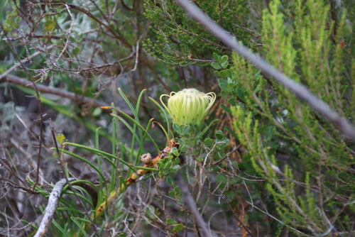 Leucospermum lineare, photograph 3