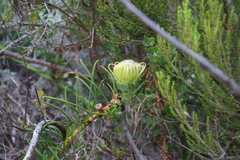 Leucospermum lineare, photograph (c) Tony Rebelo, some rights reserved (CC BY-SA)