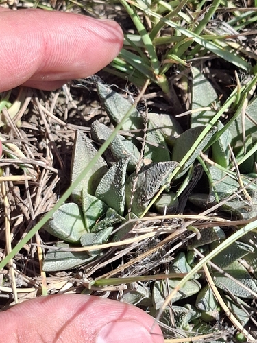 Nananthus vittatus
