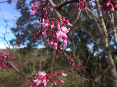 Cercis canadensis texensis