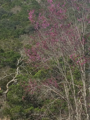Cercis canadensis texensis