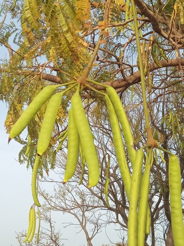 African locust bean