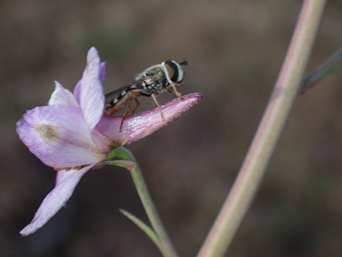 Unknown species found near San Luis Obispo County, CA, USA