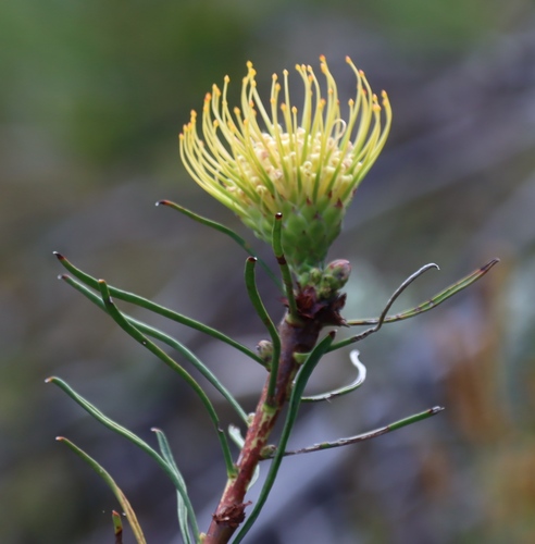 Leucospermum lineare, photograph 2