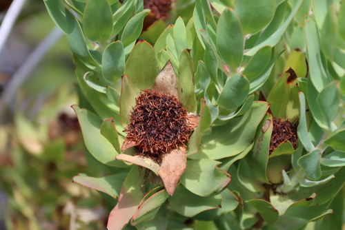 Ivory Sunbush (Leucadendron daphnoides)