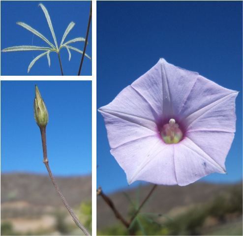 tripleleaf morning-glory