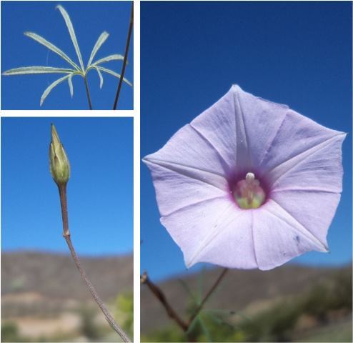 Ipomoea ternifolia