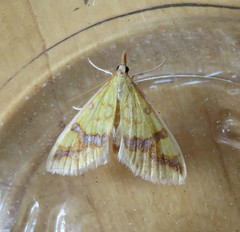 Choristostigma plumbosignalis