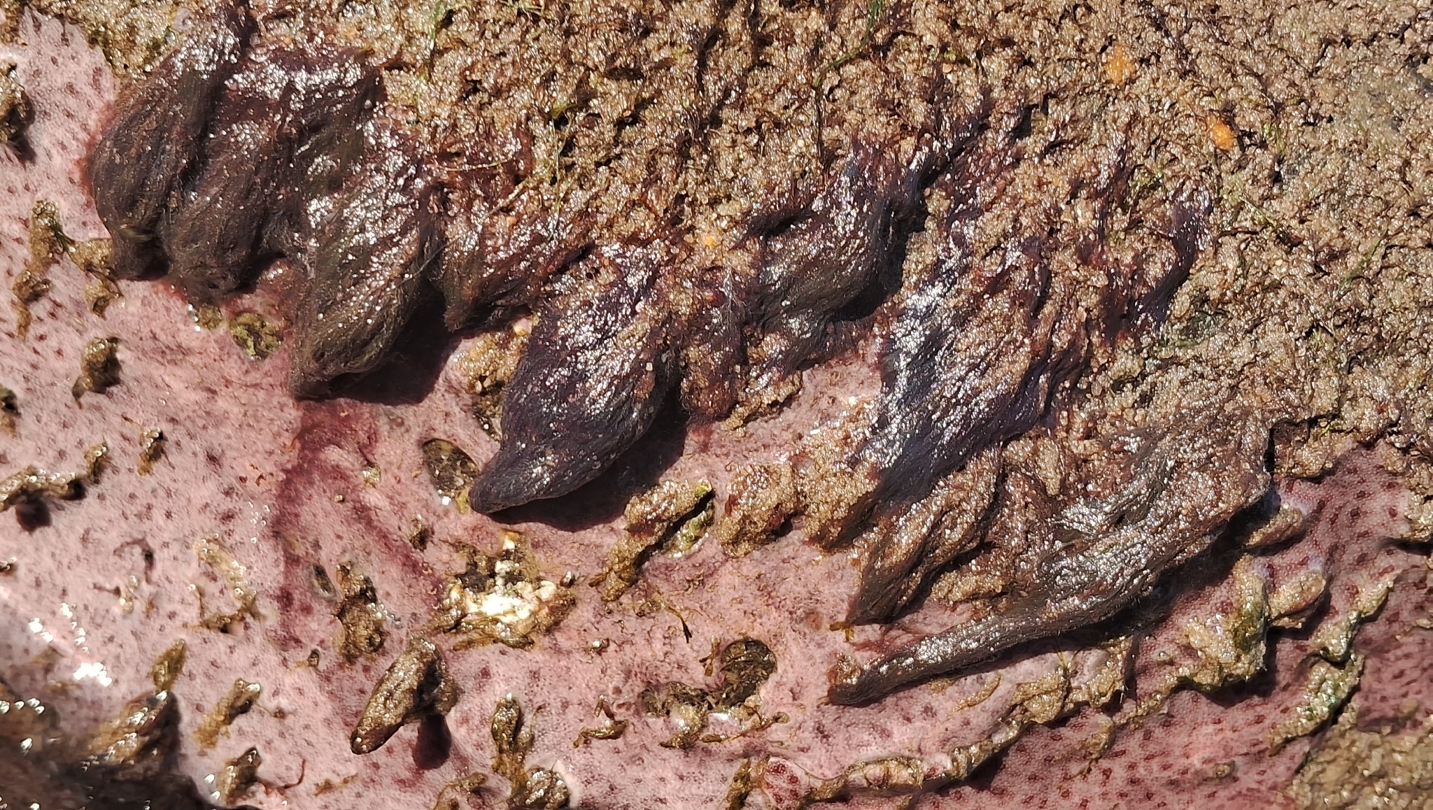 Polysyncraton amethysteum Van Name, 1902