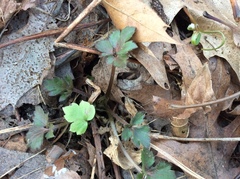 Hydrophyllum virginianum