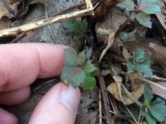 Hydrophyllum virginianum
