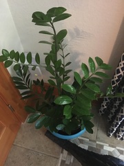 Zamioculcas
