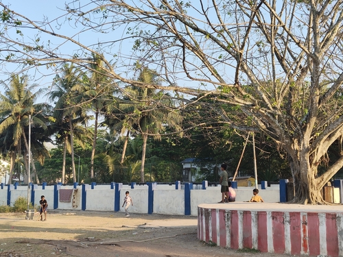 Ficus rumphii (Ficus rumphii)