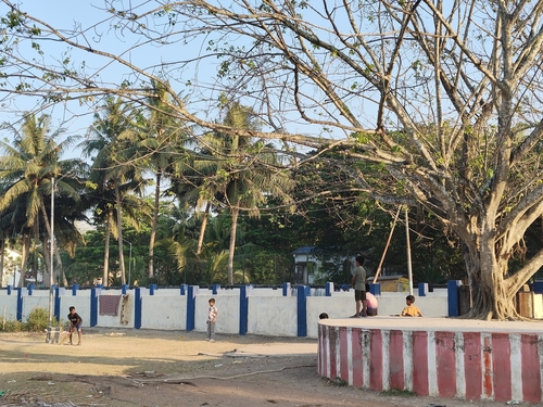Ficus rumphii, photograph 4