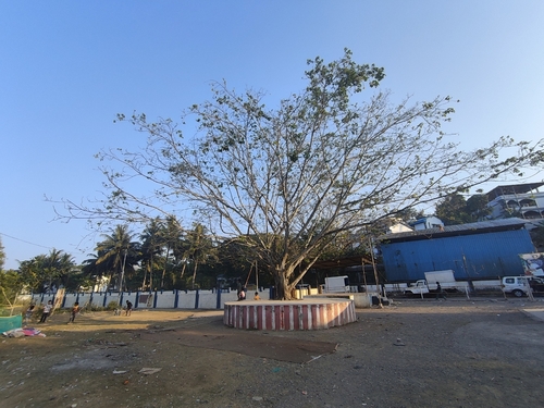Ficus rumphii, photograph 5