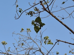 Ficus rumphii, photograph (c) P Jeganathan, some rights reserved (CC BY)