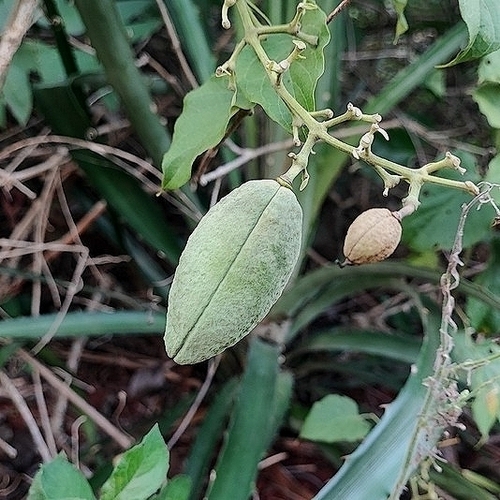 Liana de cuello (Amphilophium paniculatum)