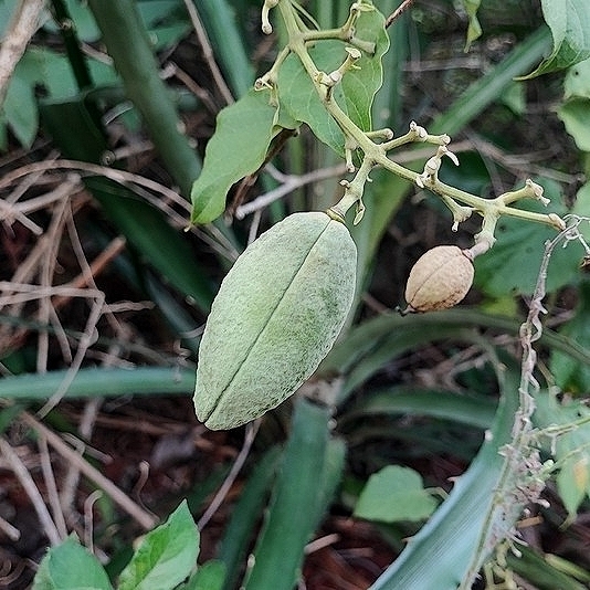 Liana De Cuello (Amphilophium paniculatum)