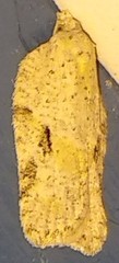 Acleris placidana