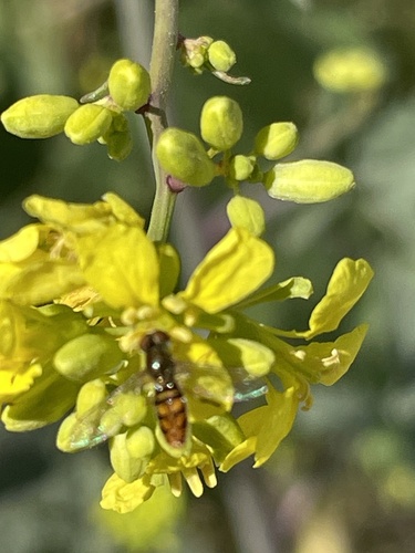 Unknown species found near Prospect Pl, San Diego, CA, US