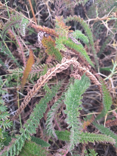 Argentinian biddy biddy (Acaena pinnatifida)