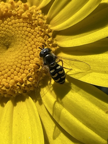 Unknown species found near La Jolla Coastal Trail, San Diego, CA, US