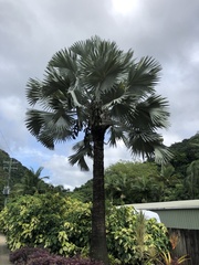 Bismarckia
