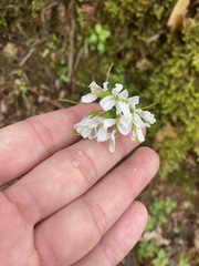 Arabis nordmanniana