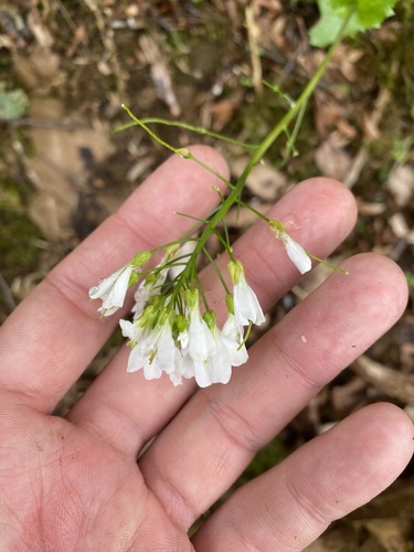Arabis nordmanniana, photograph 3