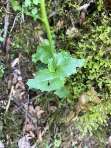 Arabis nordmanniana, photograph 2