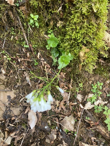 Arabis nordmanniana, photograph 4